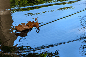 water and leaf