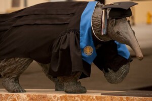 anteater graduate