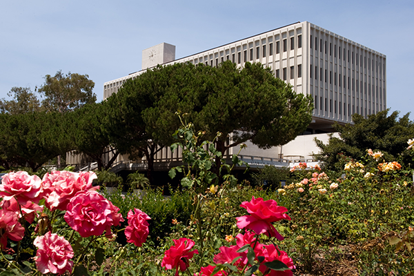 Roses bloom in front of Aldrich Hall