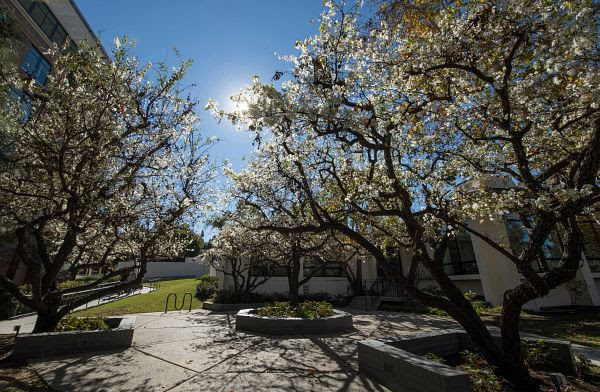 Image of trees on campus
