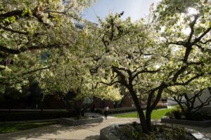 A cherry blossom tree along near the University Club blooms in the morning sun. Photo: Steve Zylius/UCI photo: Steve Zylius/UCI