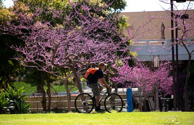 Eastern Redbud trees bloom in early spring in Aldrich Park photo: Steve Zylius/UCI