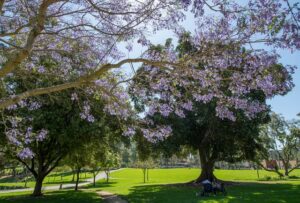 Jacaranda trees bloom in Aldrich Park. Photo: Steve Zylius/UCI