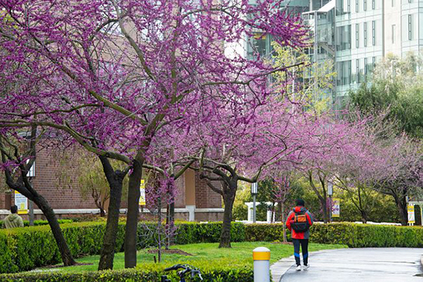Ring road with purple flowering trees