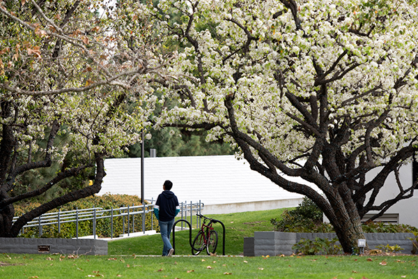 UCI trees in bloom