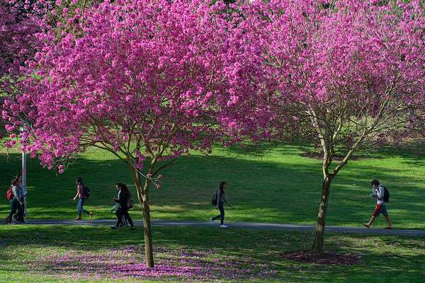 Aldrich Park with Jacaranda trees in bloom