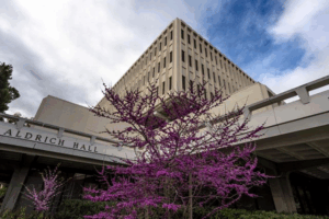 Eastern Redbud trees bloom next to Aldrich Hall photo: Steve Zylius/UC Irvine