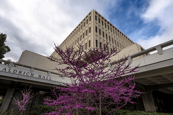 Eastern Redbud trees bloom next to Aldrich Hall photo: Steve Zylius/UC Irvine