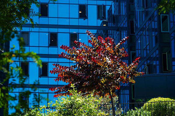 Summer morning Light highlights the trees next to Middle Earth Towers on the UCI campus photo: Steve Zylius