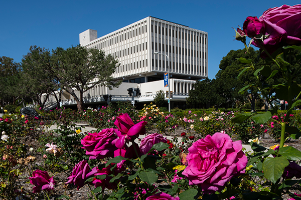 Roses in front of Aldrich Hall