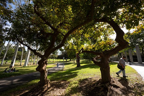 Trees in Aldrich Park