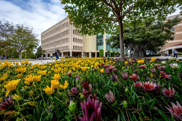 Daisies bloom in raised planters in Physical Sciences plaza. photo: Steve Zylius/UC Irvine